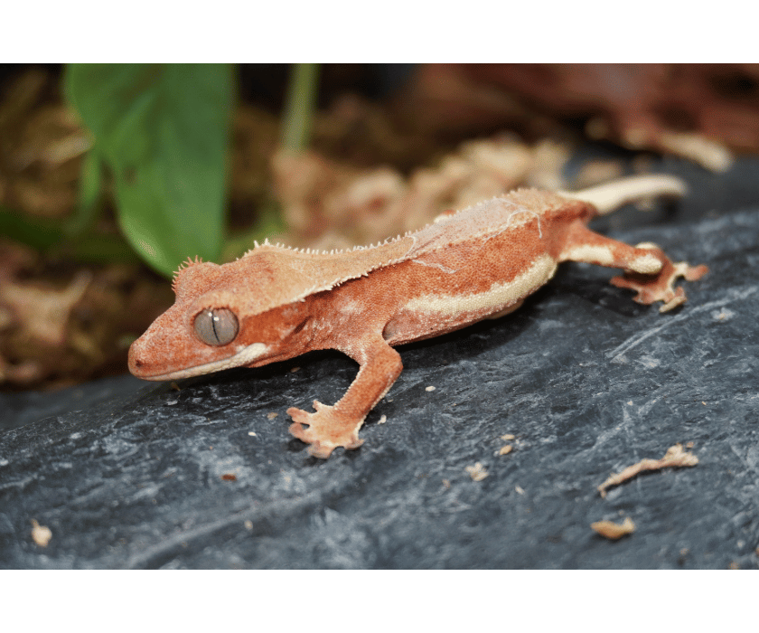 Kronengecko Phantom Lillywhite ♀