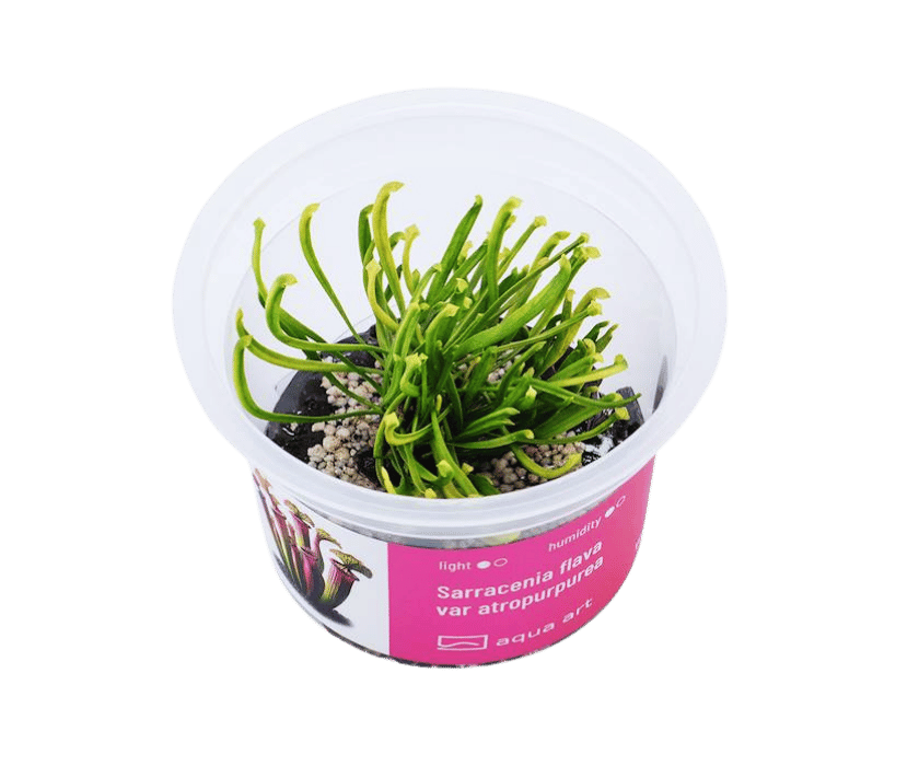 Gelbrote Schlauchpflanze, Sarracenia flava var atropurpurea