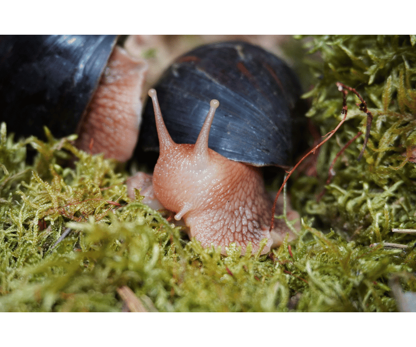 Afrikanische Achatschnecke (Immaculata)
