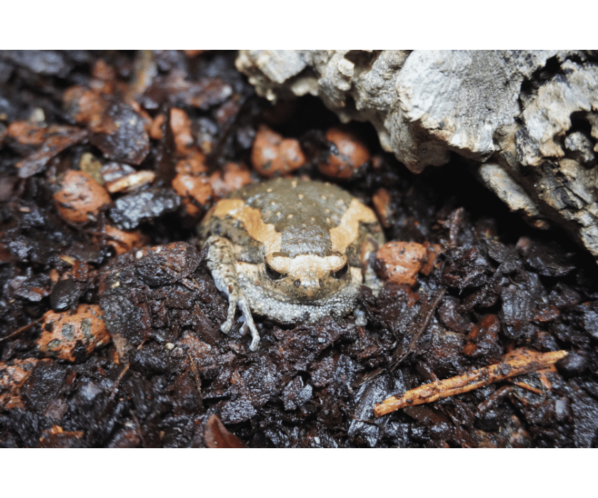 Indischer Ochsenfrosch (/)