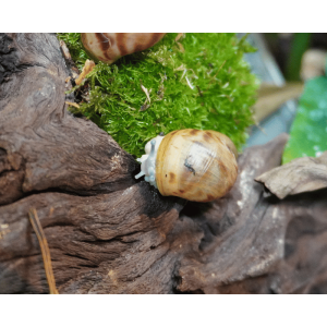 Afrikanische Riesen-Achatschnecke Creme (Ovum)