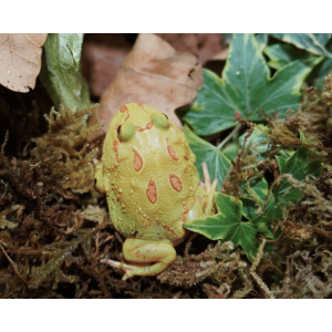 Schmuckhornfrosch Albino (/)