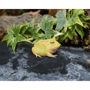 Schmuckhornfrosch Pikachu (/)