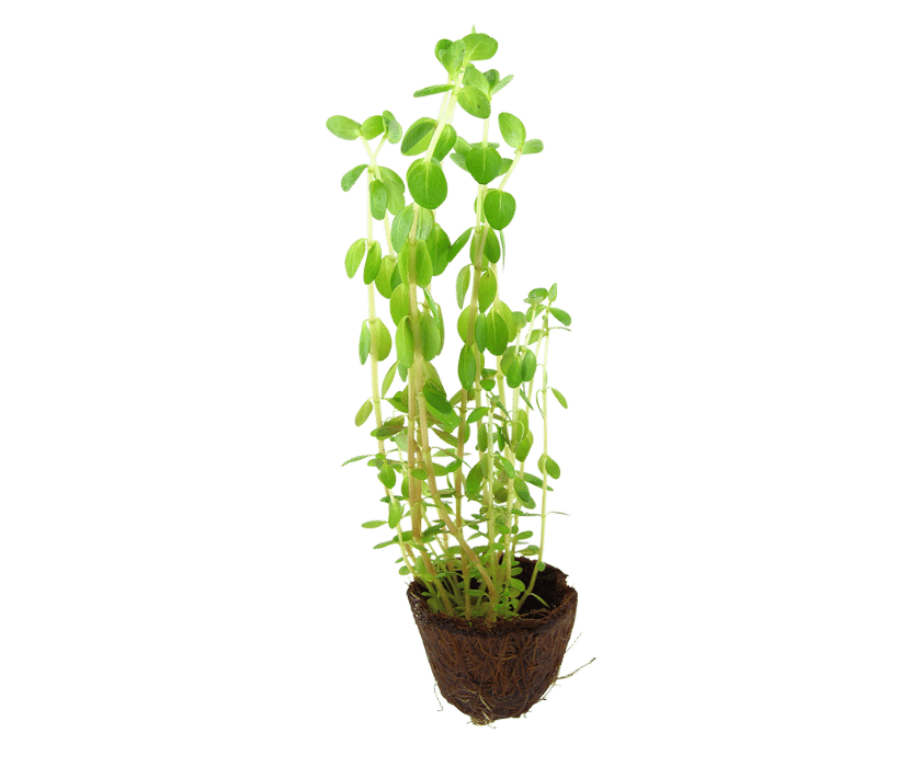 Rotala Rotundifolia mini Plant – Bild 6