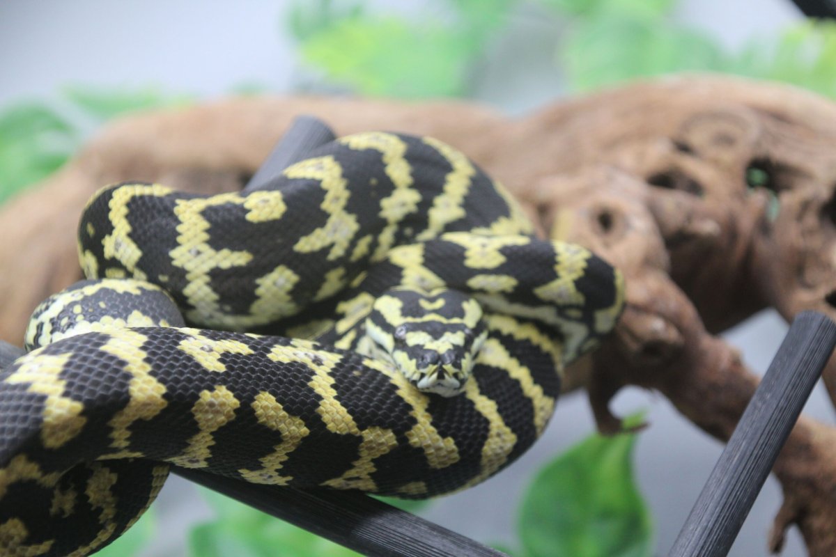 1.0 Teppichpython (Morelia Spilota) Cheynei Nr. 3 DNZ 2023